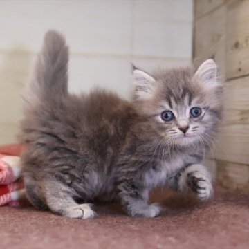 マンチカン(長足)【愛知県・女の子・2025年9月29日・ブルータビーホワイト】の写真「【長足】可愛く育ってます♪ブルー系マンチ」