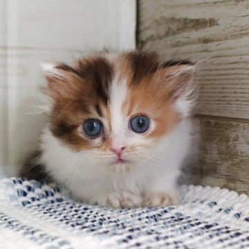 マンチカン(長足)【愛知県・女の子・2025年6月1日・キャリコ】の写真「【長足】キャリコ系の女の子（ポポ母③）」
