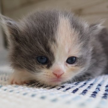 マンチカン(長足)【愛知県・女の子・2025年9月1日・ダイリュートキャリコ】の写真「【長足】ヨチヨチ歩きの可愛い時期です（メイ母②）」