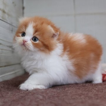 スコティッシュフォールド(折れ耳)【愛知県・女の子・2025年11月7日・レッドタビーホワイト】の写真「【折耳】お正月明けにお迎えできるスコちゃん♪」