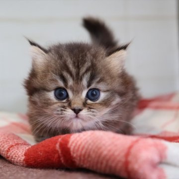 ミヌエット(短足)【愛知県・女の子・2025年11月11日・ブラウンタビー】の写真「【短足】クリっとした大きな瞳がチャーミング♪」