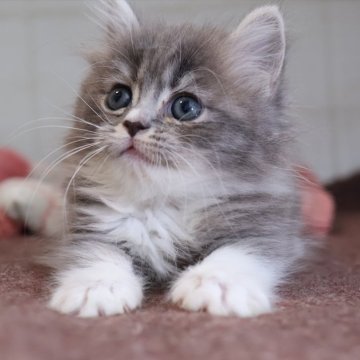 マンチカン(短足)【愛知県・女の子・2025年9月29日・ブルータビーホワイト】の写真「【短足】カワイイ系女子3姉妹♪ブルー系白ソックス」