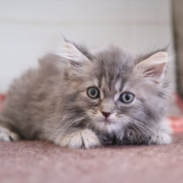 サイベリアン【愛知県・男の子・2025年10月16日・ブルータビー】の写真「ブルー系のサイベリアン（つむぎ母）」