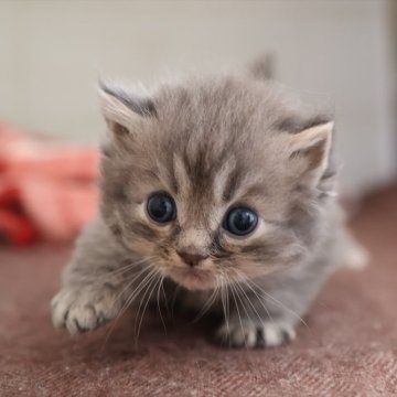 サイベリアン【愛知県・男の子・2025年10月16日・ブルータビー】の写真「ブルー系のサイベリアン（つむぎ母）」