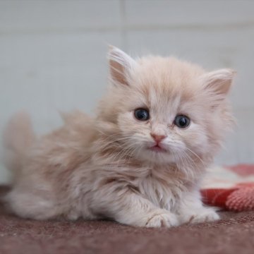 サイベリアン【愛知県・女の子・2025年10月28日・クリームタビーホワイト】の写真「Xmas＆年末年始を一緒に過ごせる子」