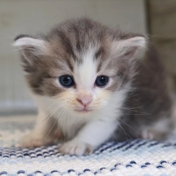 マンチカン(長足)【愛知県・男の子・2025年4月6日・ブルータビーホワイト】の写真「【長足】ブルー系のマンチ（フィーリー母③）」