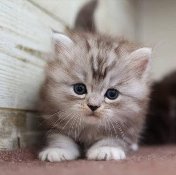 ミヌエット(長足)【愛知県・女の子・2025年10月13日・シルバータビー】の写真「【長足】可愛くて人気の母猫ちゃんから生まれた姉妹」