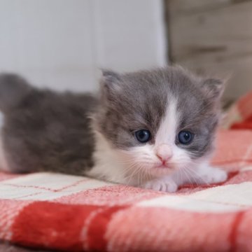 マンチカン(短足)【愛知県・男の子・2025年11月14日・ブルータビーホワイト】の写真「【短足】カワイイ♪ハチワレマンチくんの登場です！」