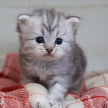 サイベリアン【愛知県・男の子・2025年10月20日・ブルータビー】の写真「ブルー系のサイベリアン（マシュー母②）」