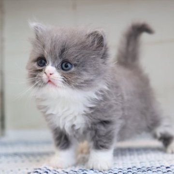 スコティッシュフォールド(折れ耳)【愛知県・男の子・2025年3月7日・ブルーホワイト】の写真「ブルー系でカワイイ男の子♪折れ耳タイプ」