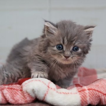 サイベリアン【愛知県・男の子・2025年10月16日・ブルータビー】の写真「ブルー系のサイベリアン（つむぎ母）」