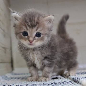 サイベリアン【愛知県・男の子・2025年4月8日・ブルータビーホワイト】の写真「ブルー系の兄弟（ルナ母③）」
