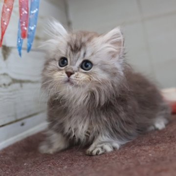 ミヌエット(短足)【愛知県・女の子・2025年10月13日・シルバータビー】の写真「【短足】可愛くて人気の母猫ちゃんから生まれた姉妹」