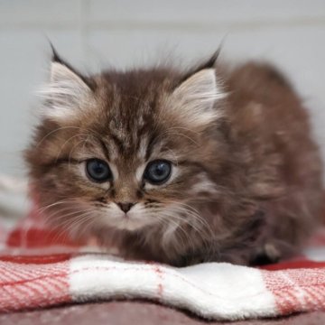 ミヌエット(短足)【愛知県・女の子・2025年11月11日・ブラウンタビー】の写真「【短足】クリっとした大きな瞳がチャーミング♪」