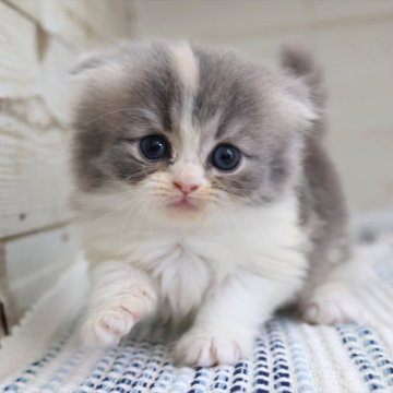 スコティッシュフォールド(折れ耳)【愛知県・女の子・2025年6月17日・ダイリュートキャリコ】の写真「可愛らしいキャリコ系女子です♡（ミー母②）」