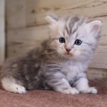 サイベリアン【愛知県・男の子・2025年10月20日・ブルータビー】の写真「ブルー系のサイベリアン（マシュー母②）」