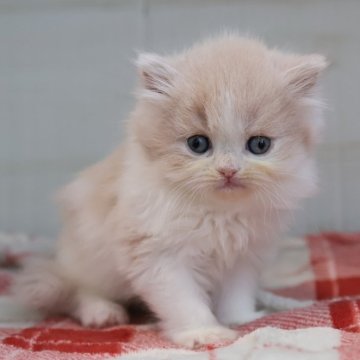 スコティッシュフォールド(立ち耳)【愛知県・女の子・2025年10月27日・クリームタビーホワイト】の写真「【立耳】クリスマスにお迎えできるスコちゃん♪」