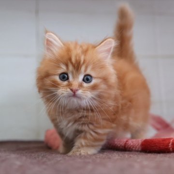 マンチカン(短足)【愛知県・男の子・2025年10月21日・レッドタビーホワイト】の写真「【短足】クリスマスにお迎えできるマンチくん★」