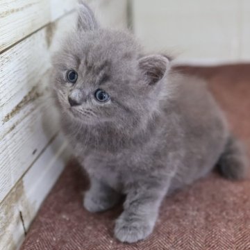 マンチカン(長足)【愛知県・男の子・2025年9月17日・ブルータビー】の写真「【長足】全身ブルー色♪見学予約受付中」