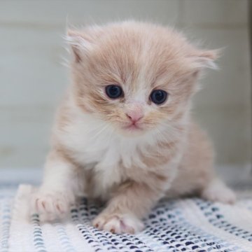 マンチカン(長足)【愛知県・男の子・2025年8月22日・クリームタビーホワイト】の写真「【長足】これからの成長が楽しみ♪クリーム系マンチ」