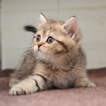 ブリティッシュショートヘア【愛知県・女の子・2025年8月21日・ブラウンタビー】の写真「ブラウン系の女の子②ちゃん」