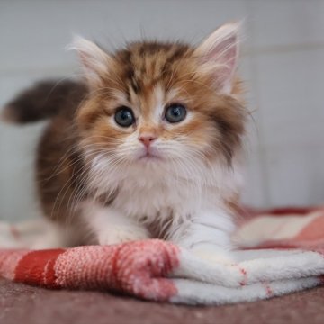 ミヌエット(短足)【愛知県・女の子・2025年10月13日・ブラウンパッチドタビー】の写真「【短足】可愛くて人気の母猫ちゃんから生まれた姉妹」