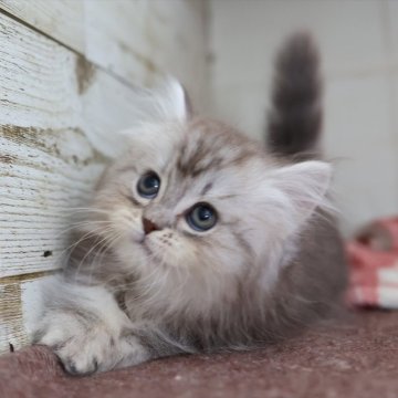 ミヌエット(短足)【愛知県・女の子・2025年10月13日・シルバータビー】の写真「【短足】可愛くて人気の母猫ちゃんから生まれた姉妹」