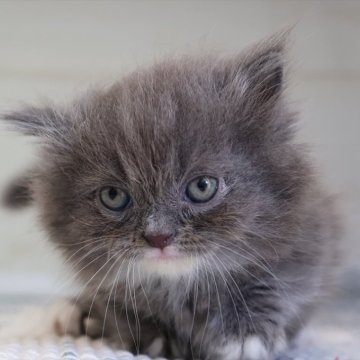 マンチカン(短足)【愛知県・男の子・2025年8月19日・ブルータビーホワイト】の写真「【短足】モフモフ感がたまらないブルー★マンチくん」