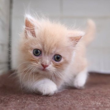 マンチカン(短足)【愛知県・男の子・2025年8月19日・クリームタビー】の写真「【短足】小さくても元気いっぱいクリーム系マンチくん」