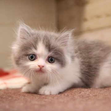 マンチカン(長足)【愛知県・男の子・2025年11月14日・ブルータビーホワイト】の写真「【長足】ハチワレ風のブルー色マンチくん★」