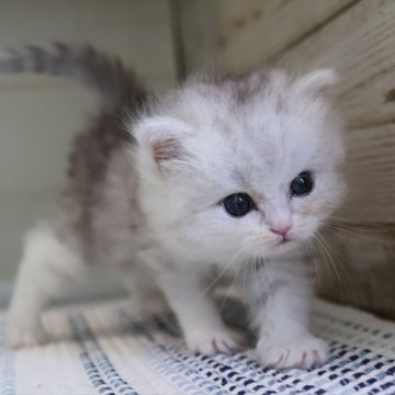 ブリティッシュロングヘア【愛知県・女の子・2025年9月1日・シルバータビーホワイト】の写真「上品で華麗に見える、薄めシルバーちゃん♪」