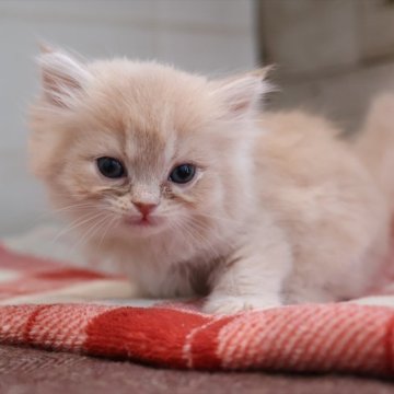 サイベリアン【愛知県・女の子・2025年10月28日・クリームタビーホワイト】の写真「Xmas＆年末年始を一緒に過ごせる子」