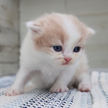 マンチカン(長足)【愛知県・女の子・2025年8月28日・クリームタビーホワイト】の写真「【長足】初お披露目♪クリーム系マンチ（カレン母①）」