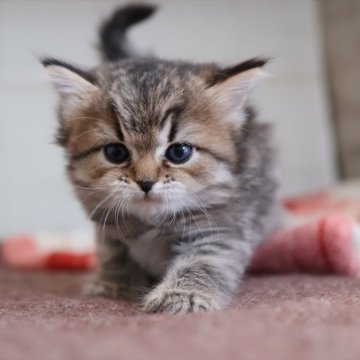 スコティッシュフォールド(立ち耳)【愛知県・女の子・2025年11月10日・ブラウンタビー】の写真「【立耳】ブラウン系のスコちゃんご紹介！」