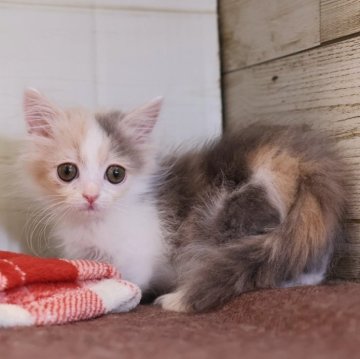 マンチカン(短足)【愛知県・女の子・2025年9月3日・ダイリュートキャリコ】の写真「【短足】ゆっくり成長中です♪」