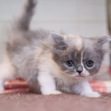 スコティッシュフォールド(立ち耳)【愛知県・女の子・2025年10月27日・ブルーパッチドタビーホワイト】の写真「【立耳】小さめでゆっくり育ってます♪」