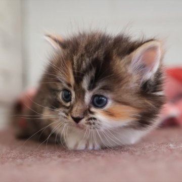 マンチカン(短足)【愛知県・女の子・2025年10月21日・キャリコ】の写真「【短足】可愛くなりました♪キャリコ系マンチ」