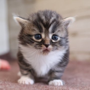 マンチカン(短足)【愛知県・女の子・2025年10月21日・ブラウンタビーホワイト】の写真「【短足】ブラウン系マンチ」