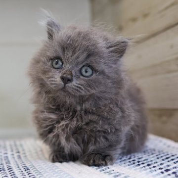 マンチカン(短足)【愛知県・男の子・2025年8月13日・ブルータビー】の写真「【短足】全身ブルー色！もっふもふな短足マンチ君」