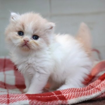 スコティッシュフォールド(立ち耳)【愛知県・女の子・2025年10月27日・クリームタビーホワイト】の写真「【立耳】クリスマスにお迎えできるスコちゃん♪」