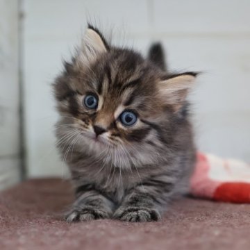 サイベリアン【愛知県・男の子・2025年10月28日・ブラウンタビー】の写真「Xmas＆年末年始を一緒に過ごせる子」