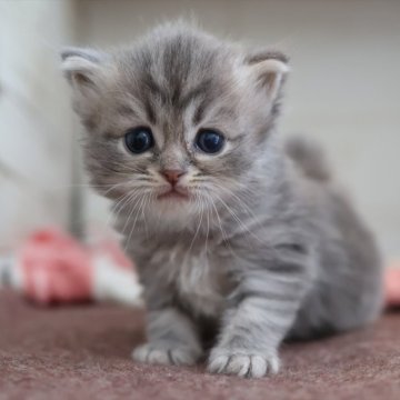 サイベリアン【愛知県・男の子・2025年10月20日・ブルータビー】の写真「ブルー系のサイベリアン（マシュー母①）」