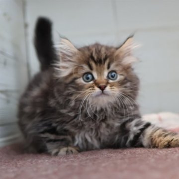 サイベリアン【愛知県・男の子・2025年10月16日・ブラウンタビー】の写真「ブラウン系のサイベリアン（つむぎ母）」