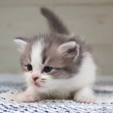 サイベリアン【愛知県・男の子・2025年4月25日・ブルータビーホワイト】の写真「初お披露目♪白多めタイプ（オクラ母①）」