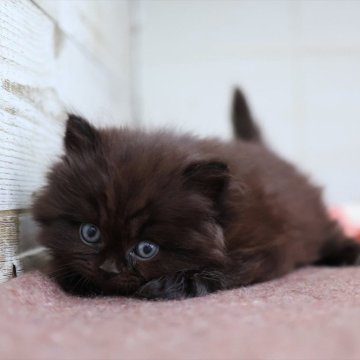 スコティッシュフォールド(立ち耳)【愛知県・男の子・2025年11月7日・ブラック】の写真「【立耳】黒毛のスコくんです★」