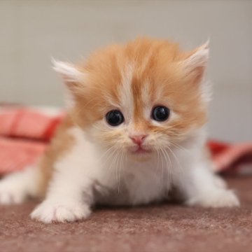 サイベリアン【愛知県・女の子・2025年10月16日・レッドタビーホワイト】の写真「レッド系のサイベリアン（つむぎ母）」