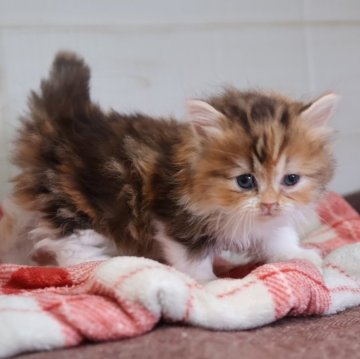 ミヌエット(短足)【愛知県・女の子・2025年10月13日・ブラウンパッチドタビーホワイト】の写真「【短足】可愛くて人気の母猫ちゃんから生まれた姉妹」