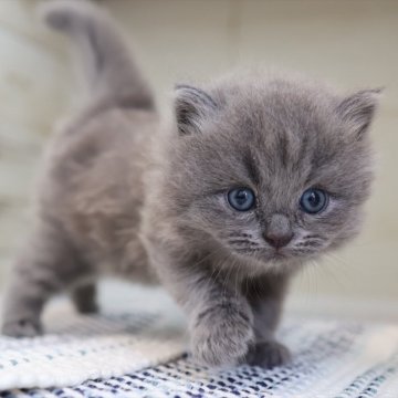 マンチカン(長足)【愛知県・男の子・2025年8月13日・ブルータビー】の写真「【長足】まん丸顔が可愛いブルー系マンチ」