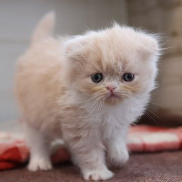 スコティッシュフォールド(折れ耳)【愛知県・女の子・2025年10月27日・クリームタビーホワイト】の写真「【折耳】クリスマスにお迎えできるスコちゃん♪」