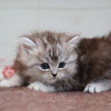 ミヌエット(長足)【愛知県・女の子・2025年10月13日・シルバータビー】の写真「【長足】可愛くて人気の母猫ちゃんから生まれた姉妹」